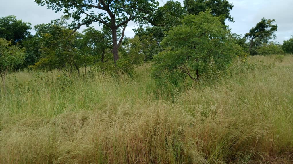 22 hectares